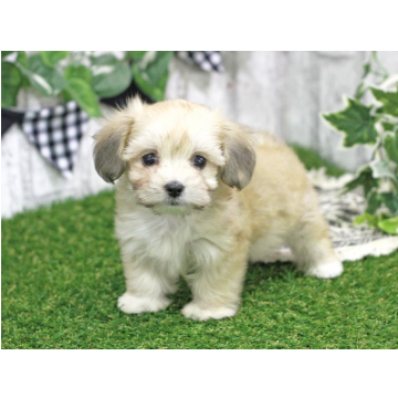 animal_image