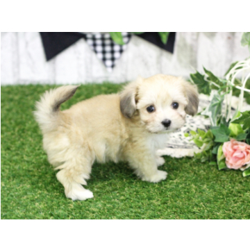 animal_image