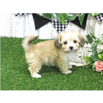 animal_image