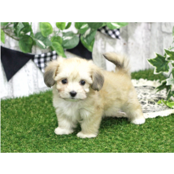 animal_image