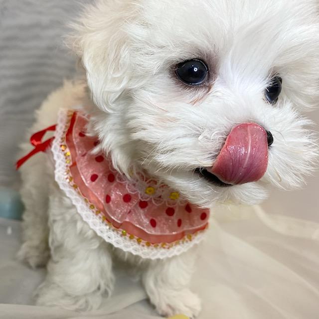 animal_image