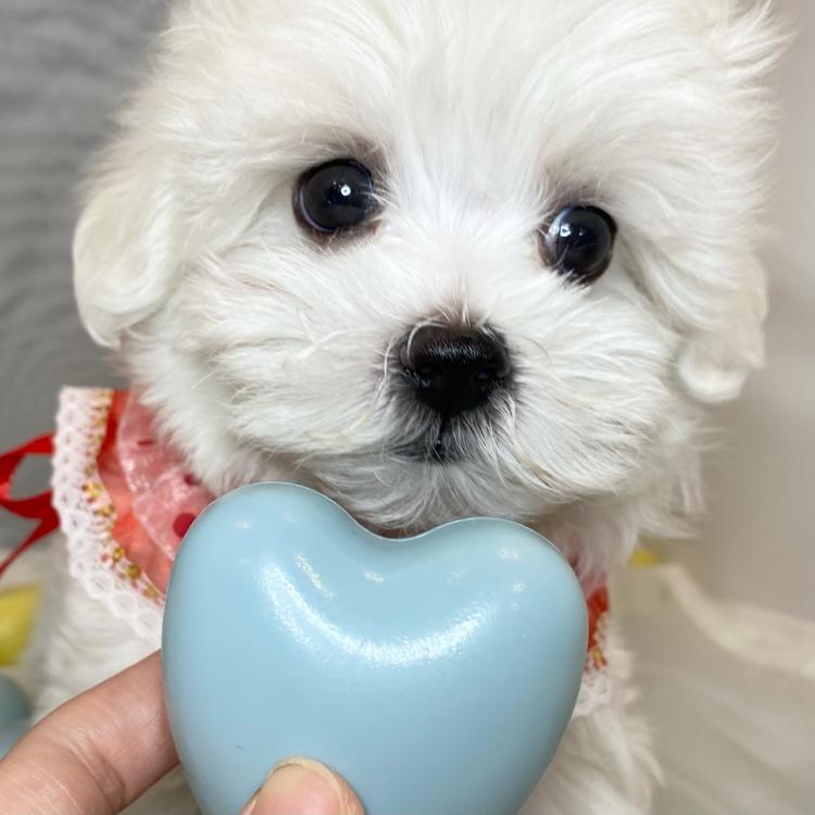 animal_image