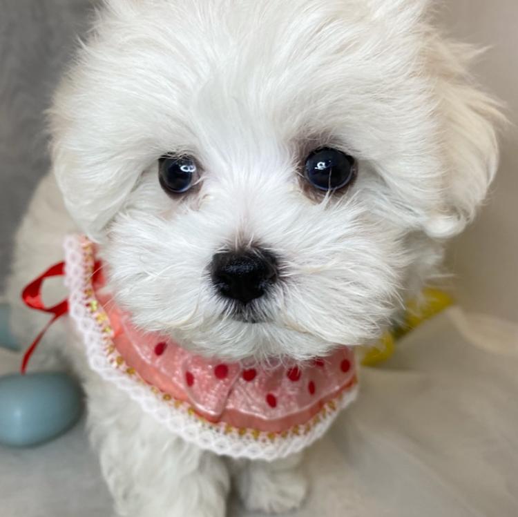 animal_image