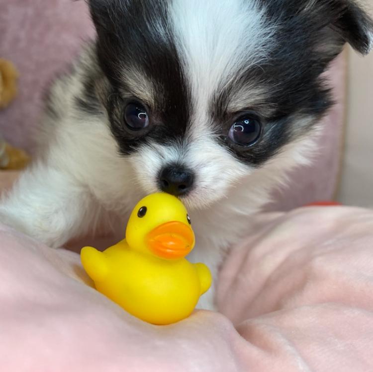 animal_image
