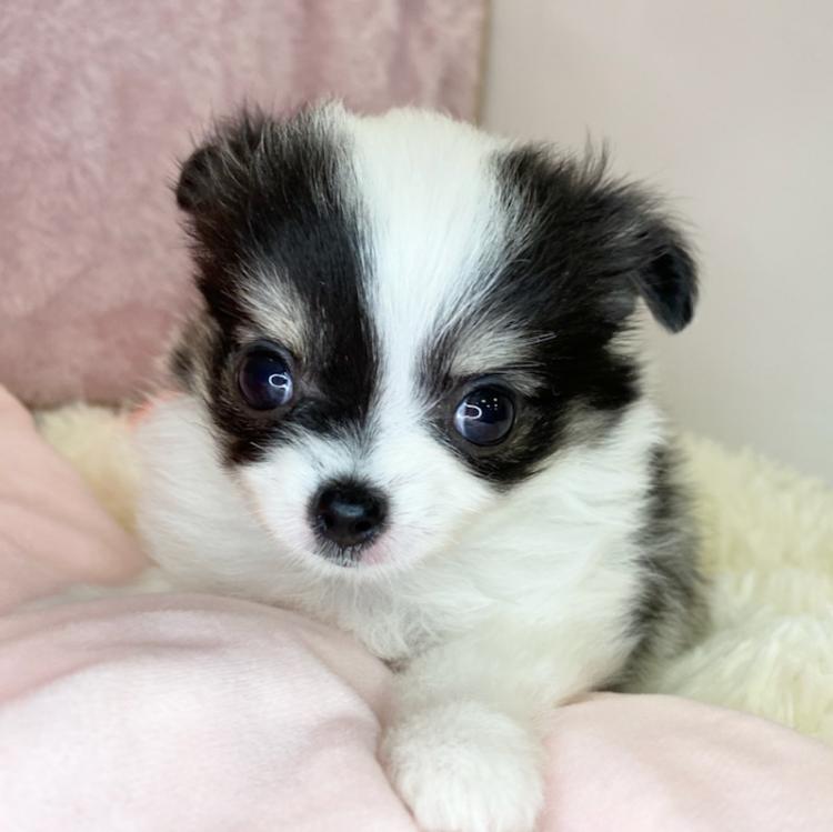 animal_image