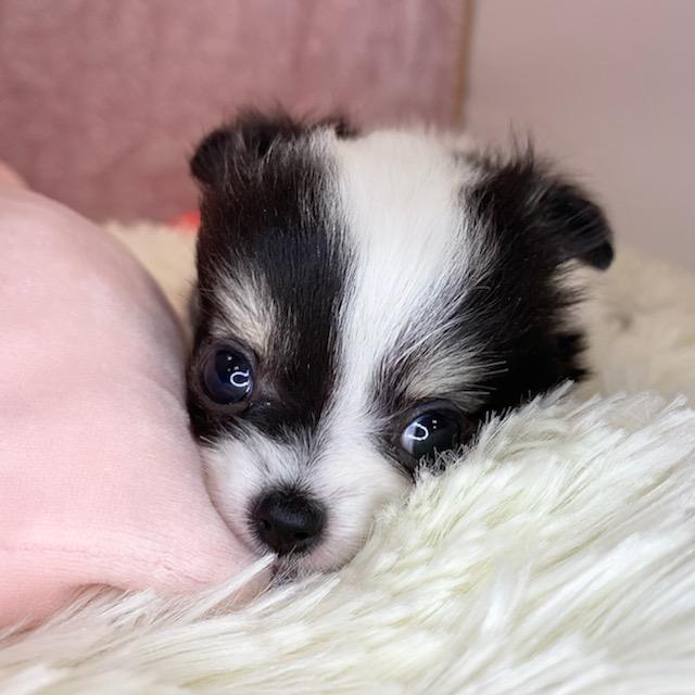 animal_image
