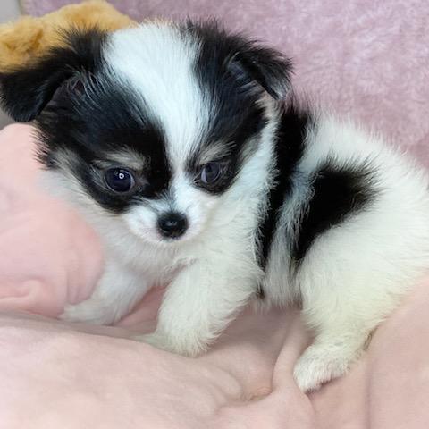 animal_image