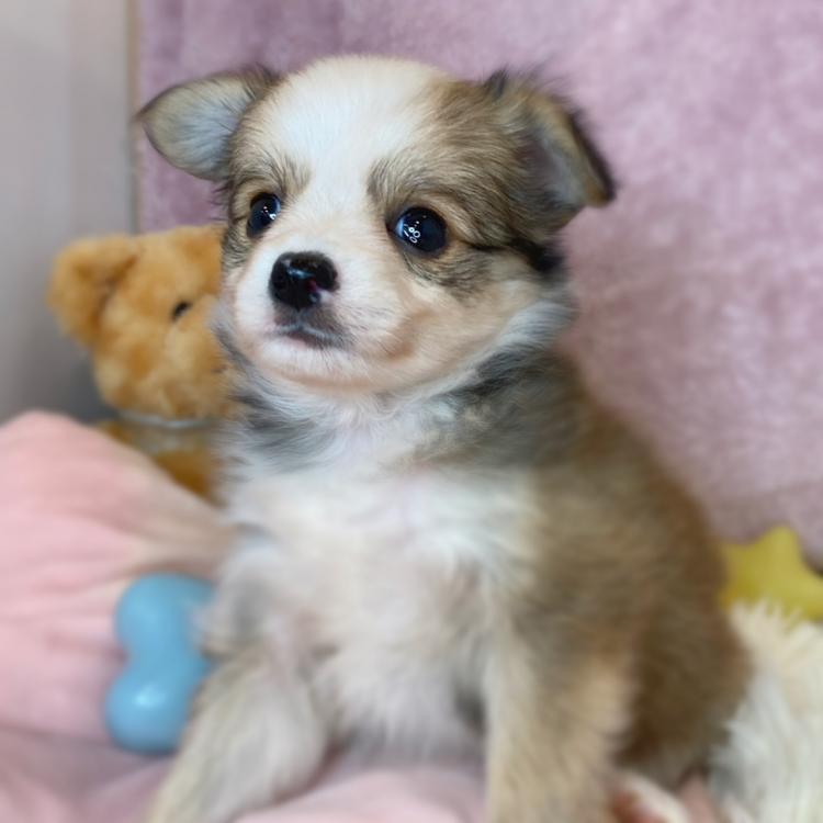 animal_image