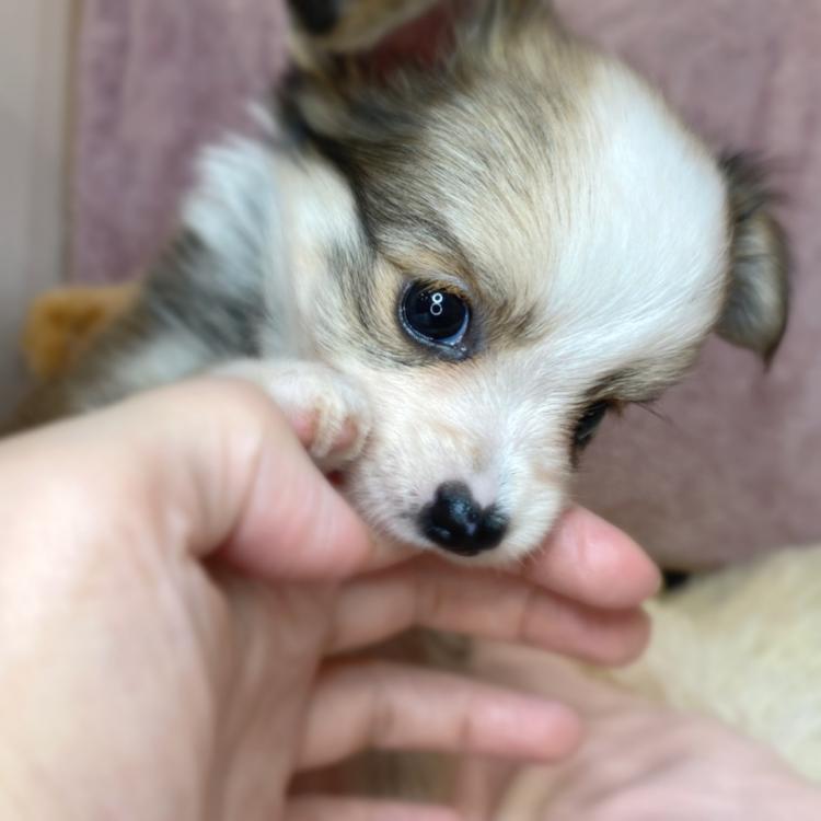 animal_image
