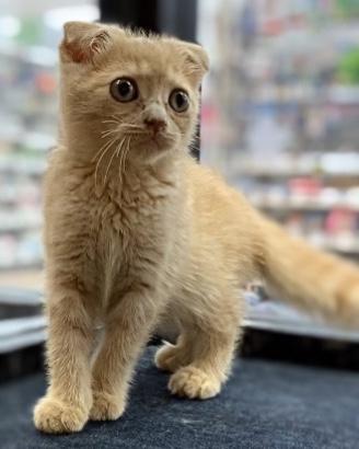 animal_image