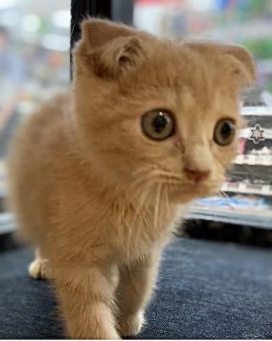 animal_image