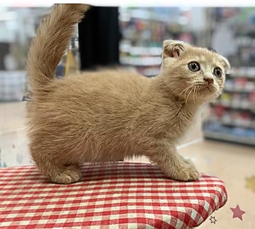 animal_image