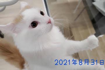 animal_image