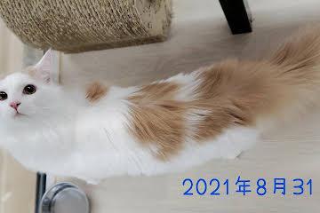 animal_image