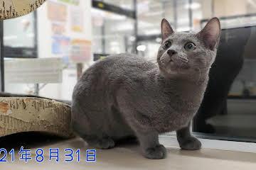 animal_image