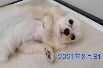 animal_image