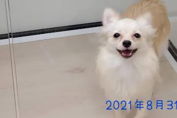 animal_image