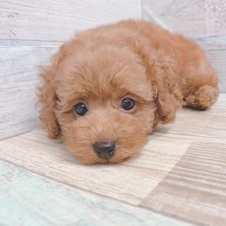animal_image
