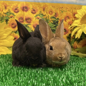 animal_image