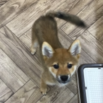 animal_image