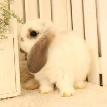animal_image