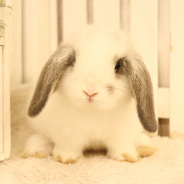 animal_image