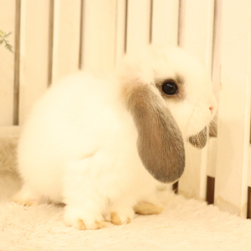 animal_image