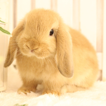 animal_image