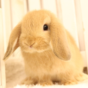 animal_image