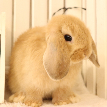 animal_image