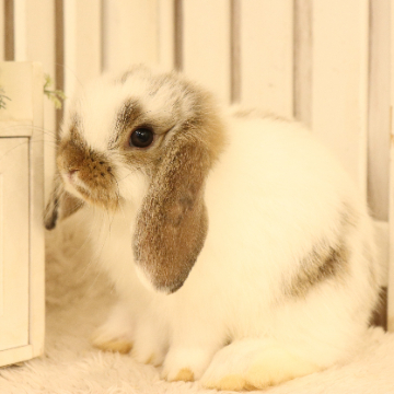 animal_image