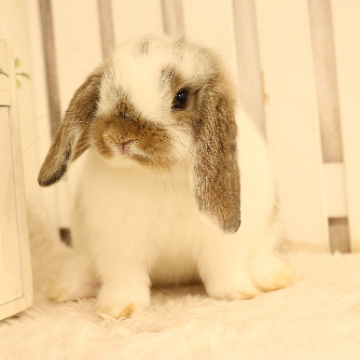animal_image