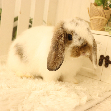 animal_image