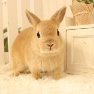 animal_image