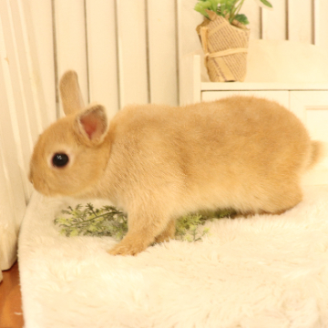 animal_image