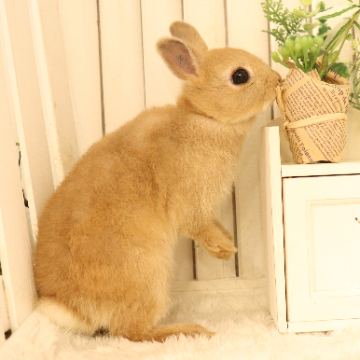 animal_image