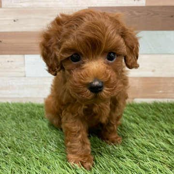 animal_image