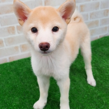 animal_image