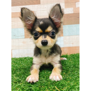 animal_image