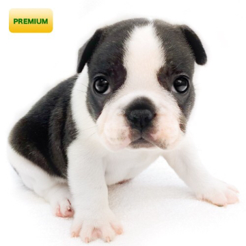 animal_image