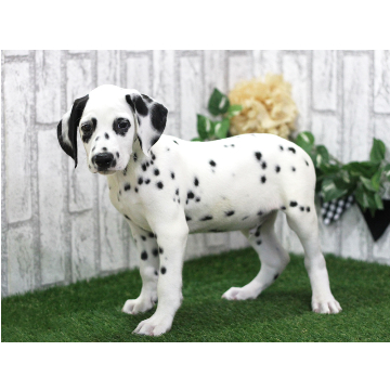 animal_image