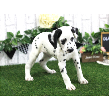 animal_image