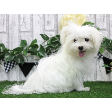 animal_image
