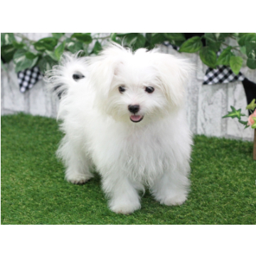 animal_image