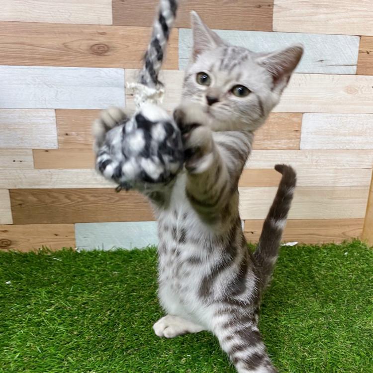 animal_image