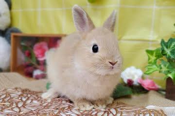 animal_image