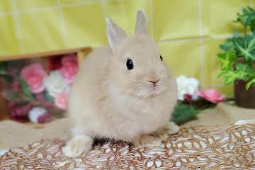 animal_image