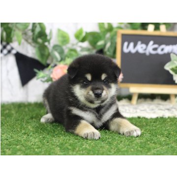 animal_image