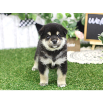 animal_image