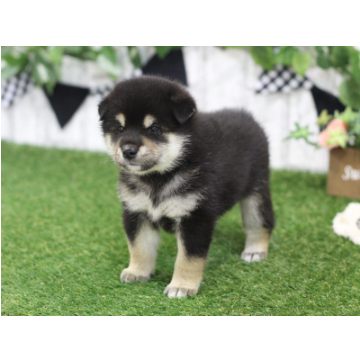 animal_image